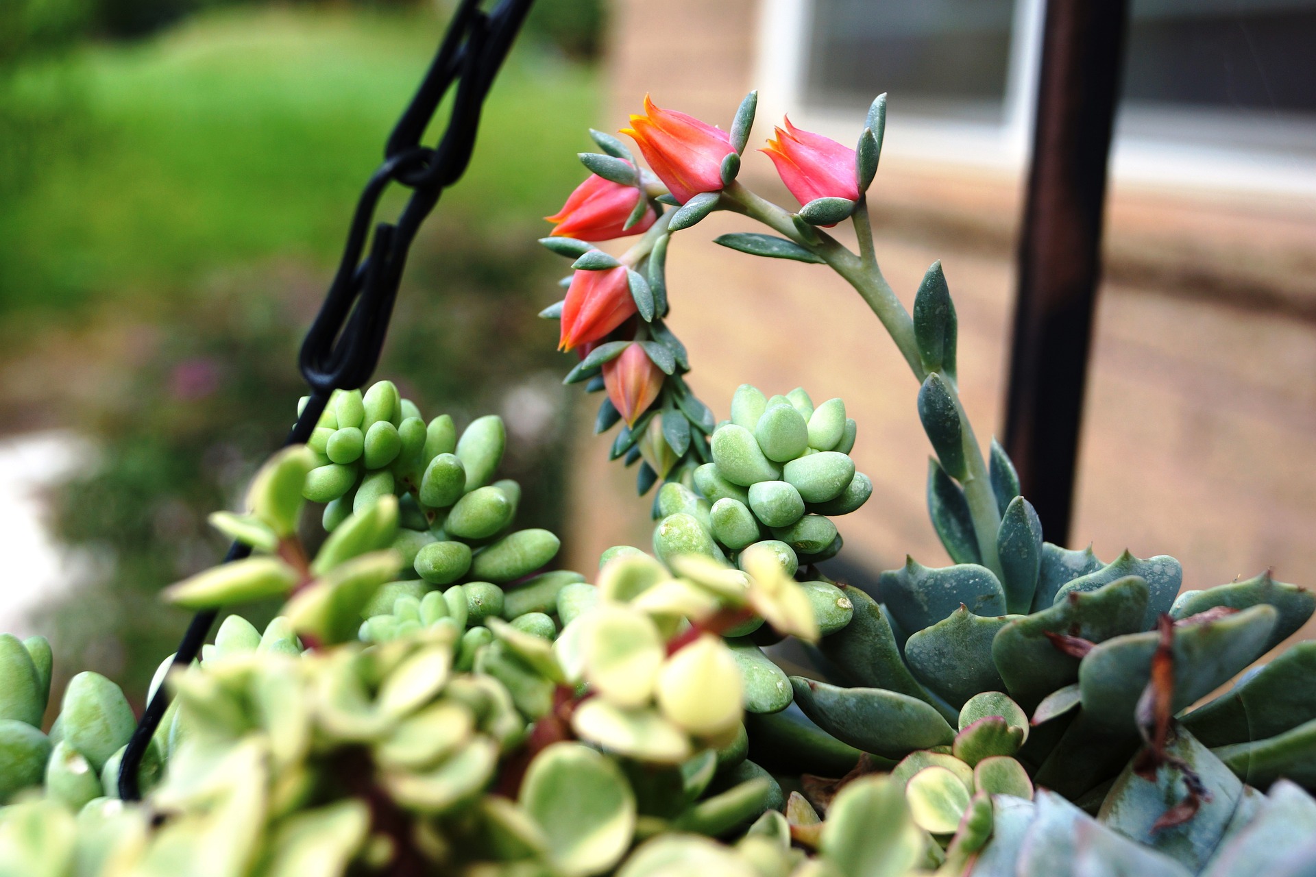 Backyard landscaping ideas in El Paso
