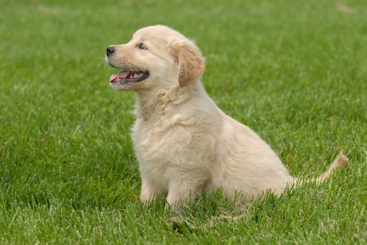 Dog enjoying artificial grass