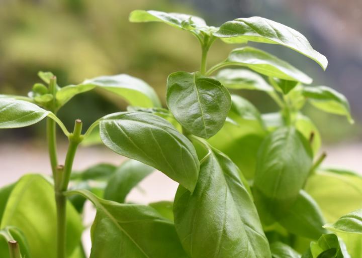 basil garden el paso