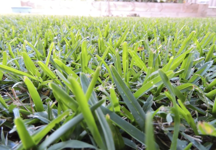 best grass for west texas