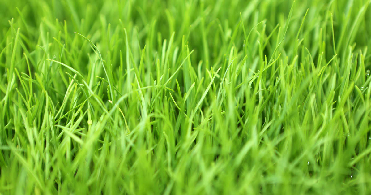 best grass for west texas