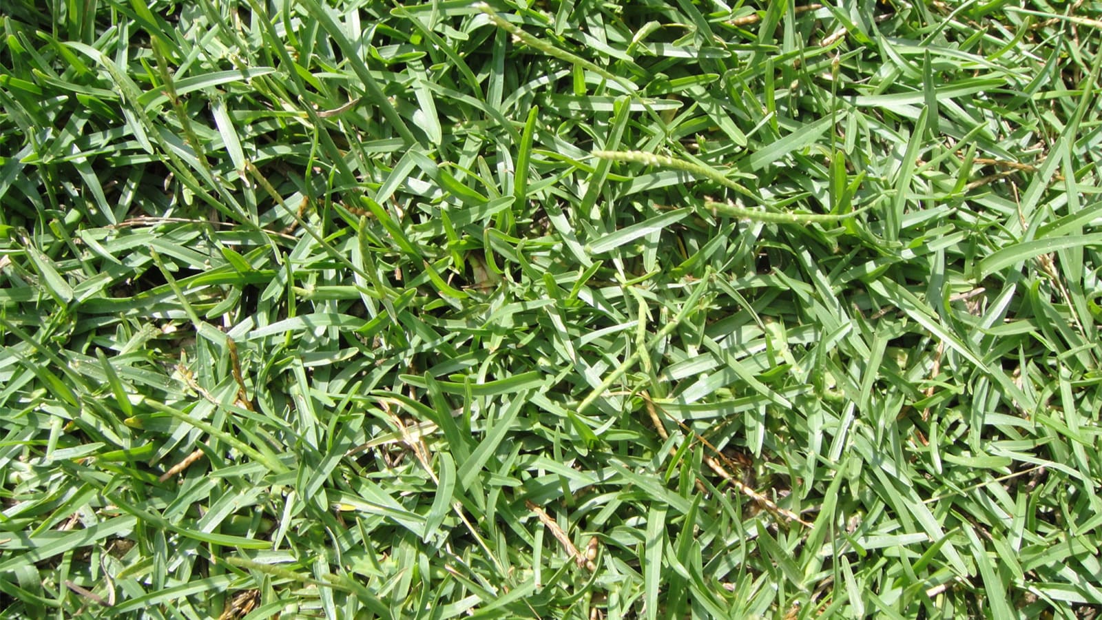 best grass for west texas