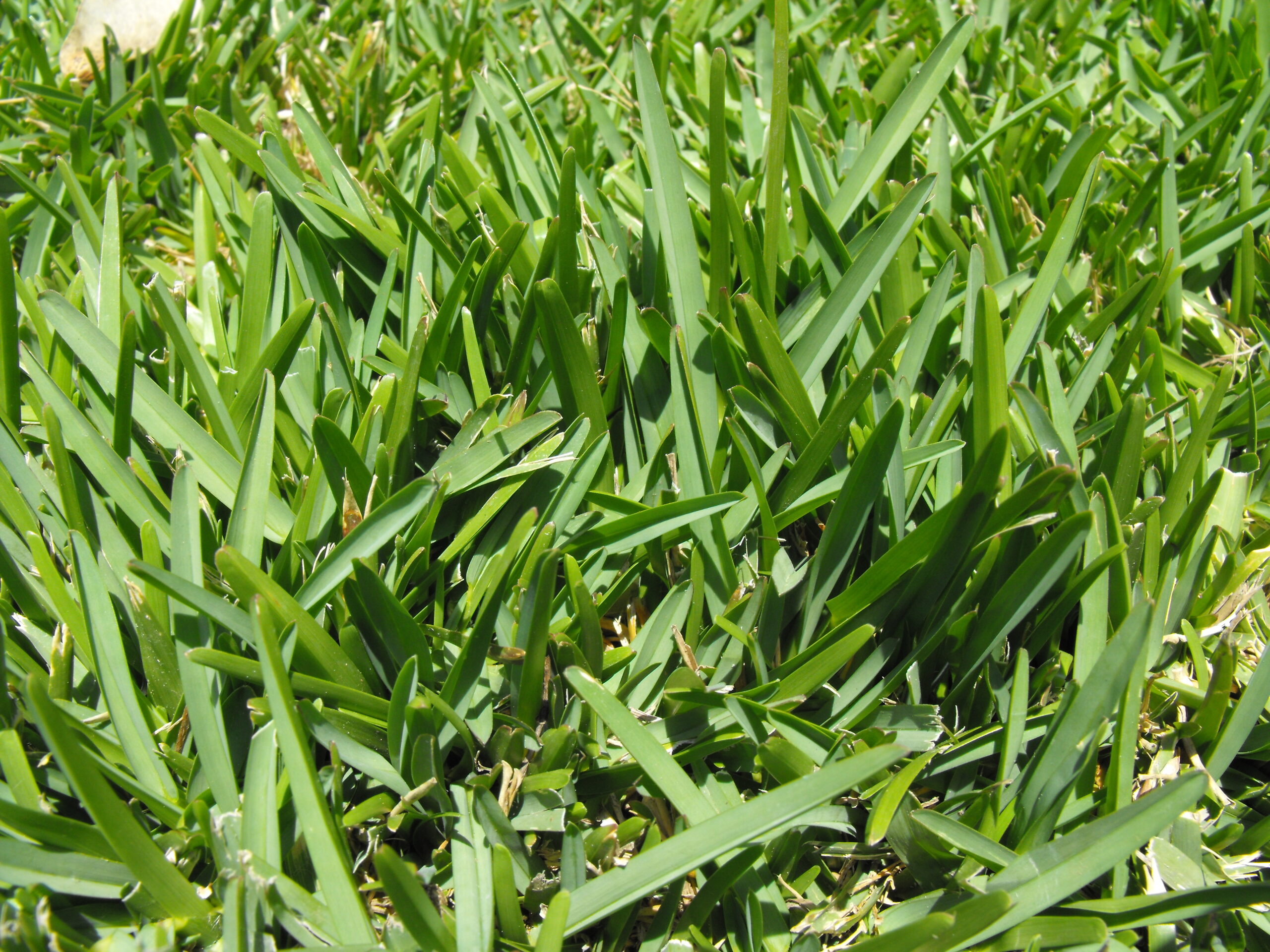 best grass for zone 8