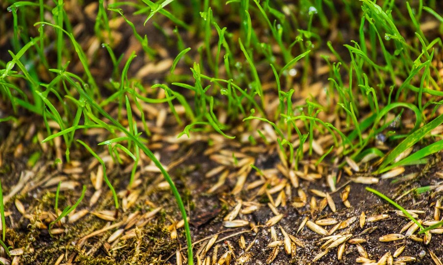 best-grass-seed-for-el-paso-tx-2