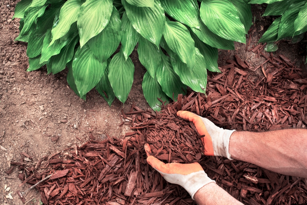 cheap ways to cover dirt in backyard