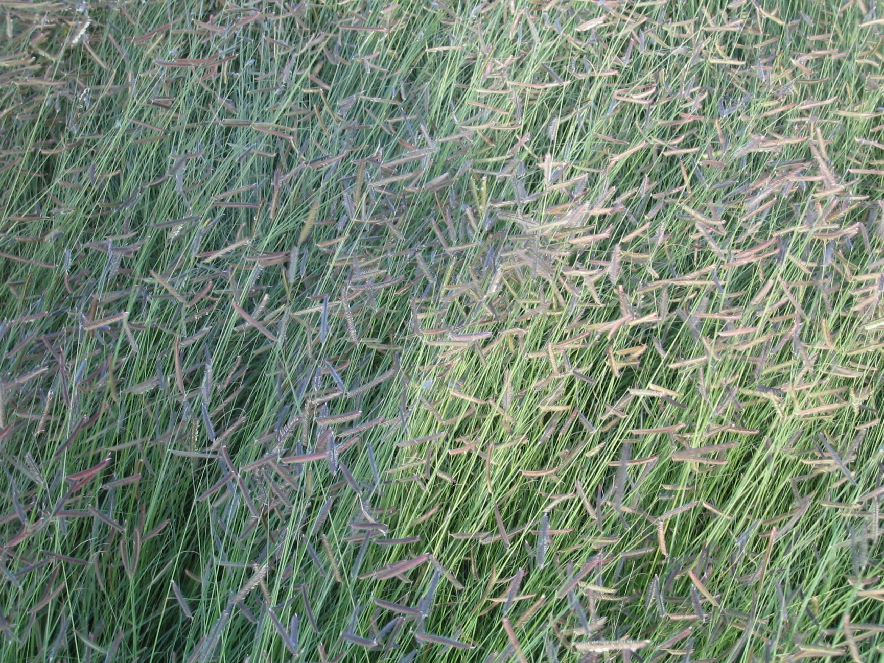 desert grasses for landscaping