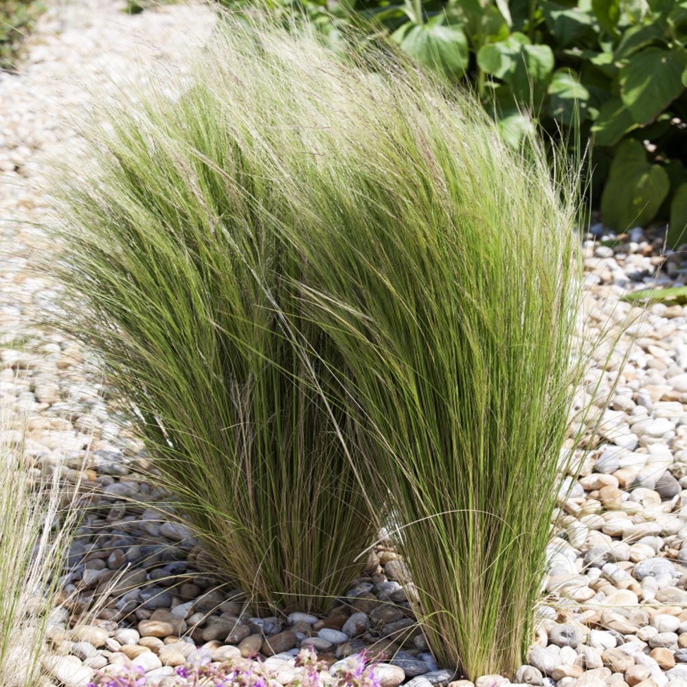 desert grasses for landscaping