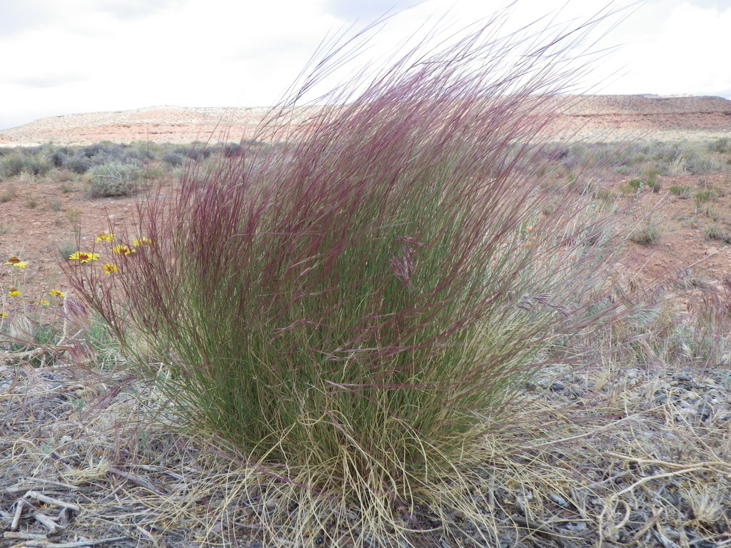 desert grasses for landscaping