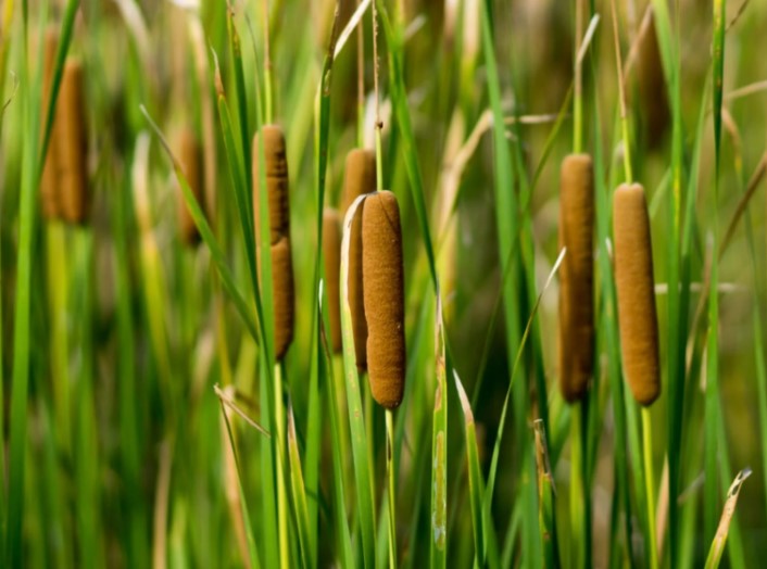 desert grasses for landscaping