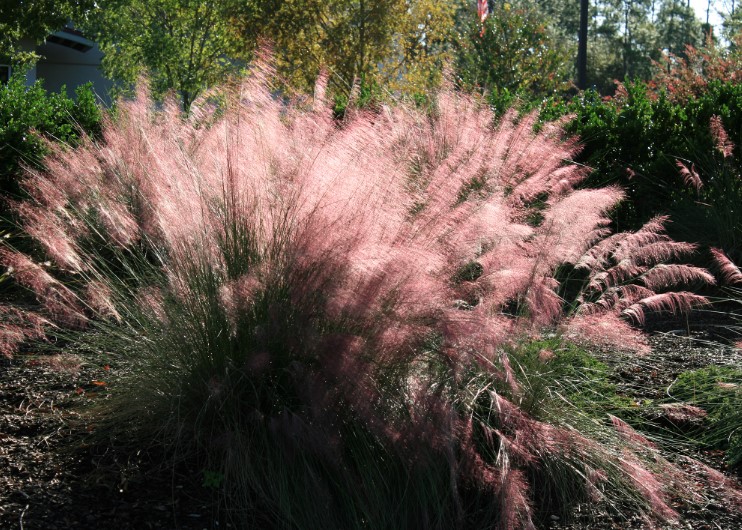 Drought Tolerant Texas Plants for Your Yard