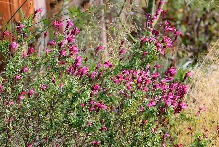 Drought Tolerant Texas Plants for Your Yard