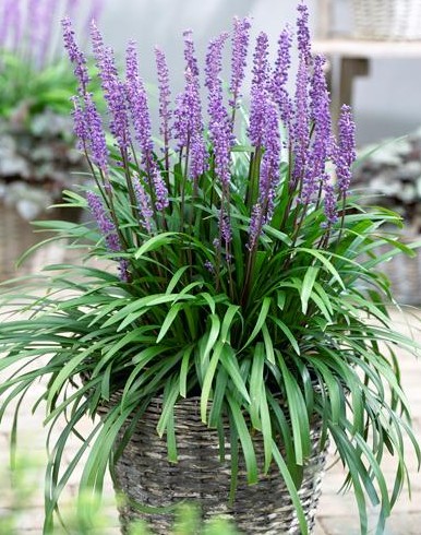 Drought Tolerant Texas Plants for Your Yard