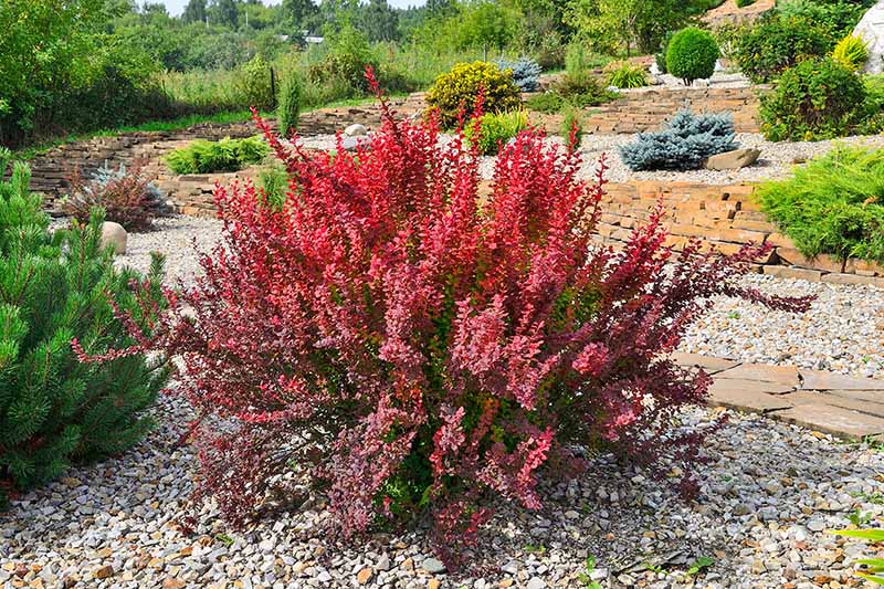Drought Tolerant Texas Plants for Your Yard