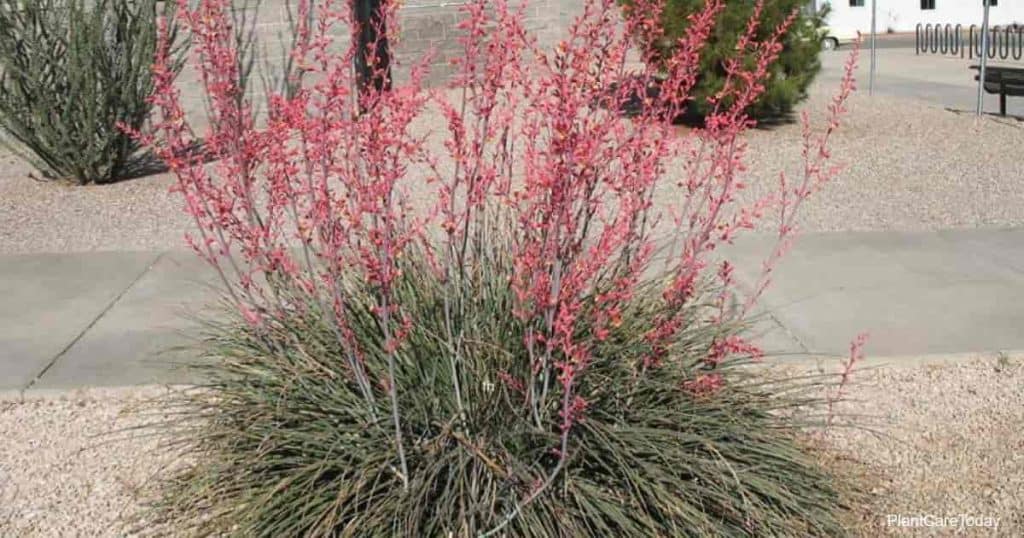 Drought Tolerant Texas Plants for Your Yard