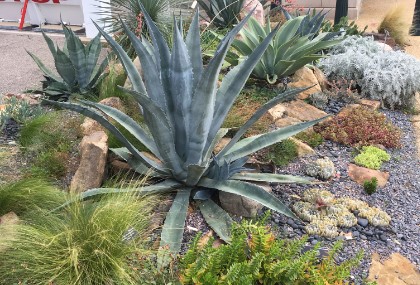 native el paso plants