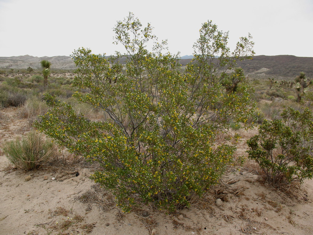 el paso vegetation