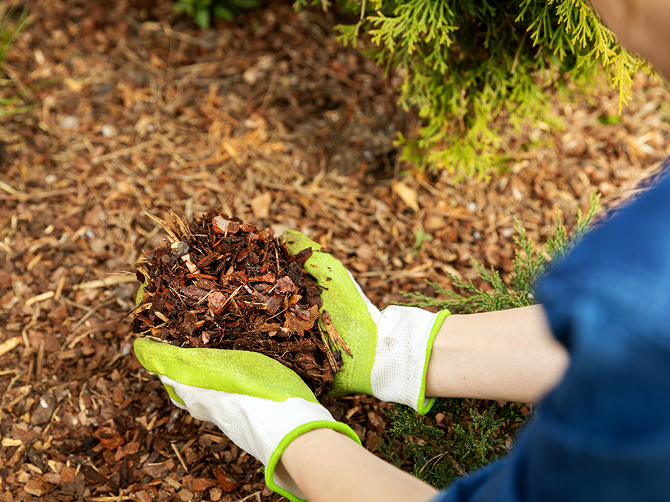kid friendly ground cover