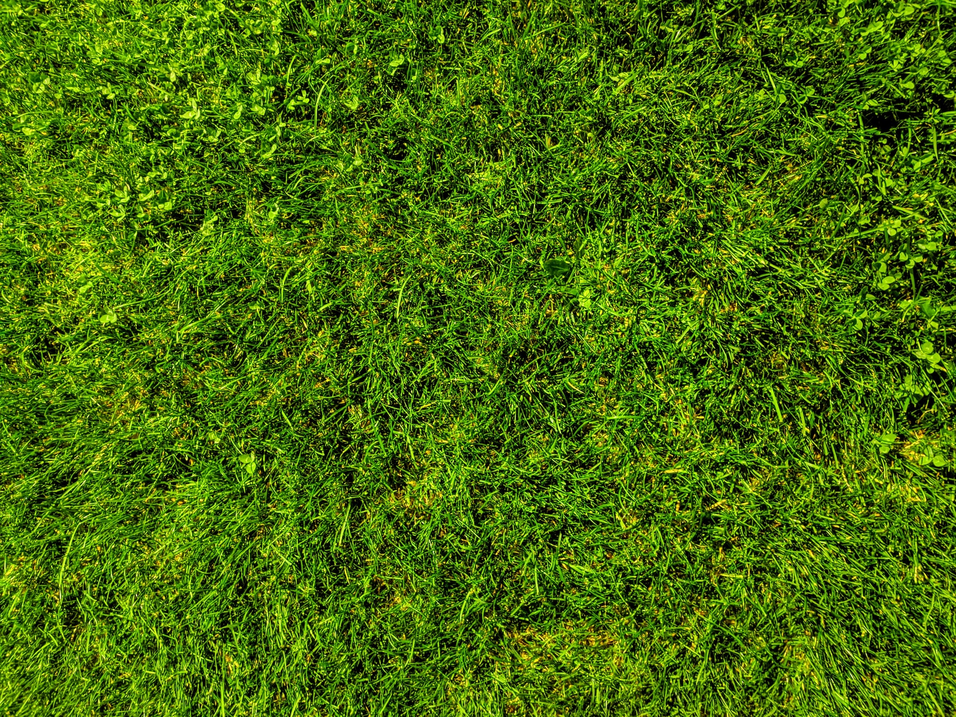 el paso synthetic lawn